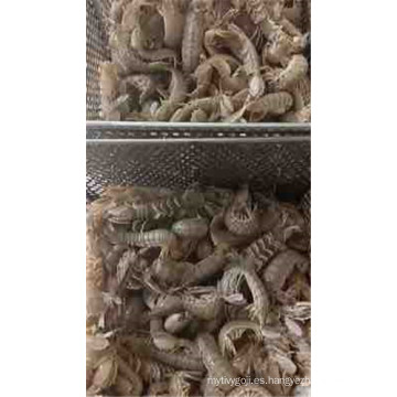 camarones de mantis fritos fritos congelados